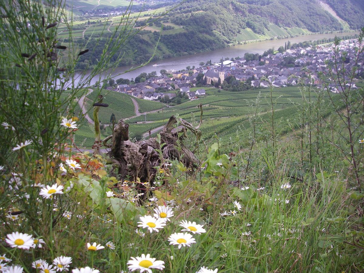 Weingut Bernd Hermes Kröv Exterior foto